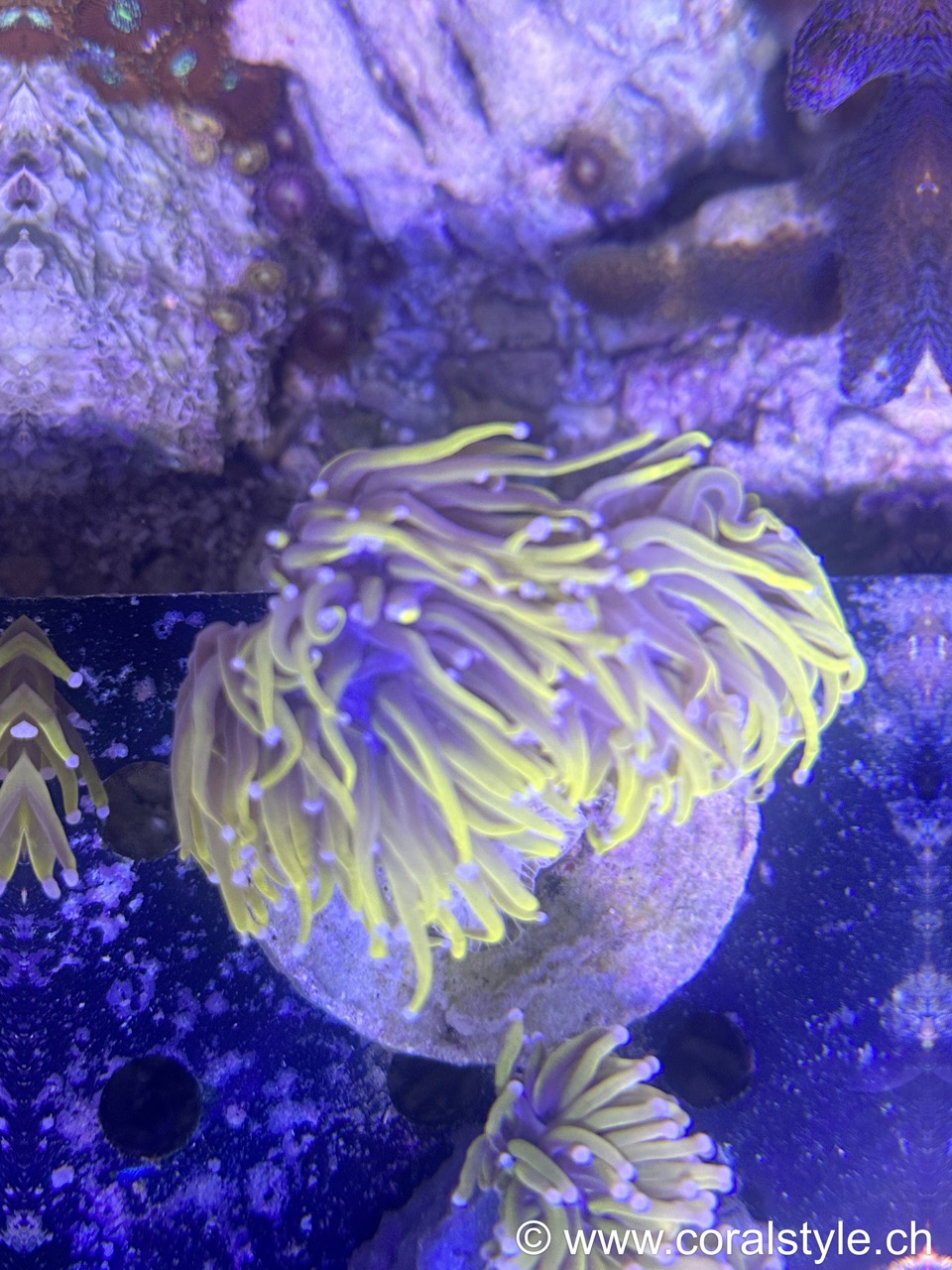 Euphyllia 24K Torch – Bild 2