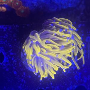 Euphyllia 24K Torch