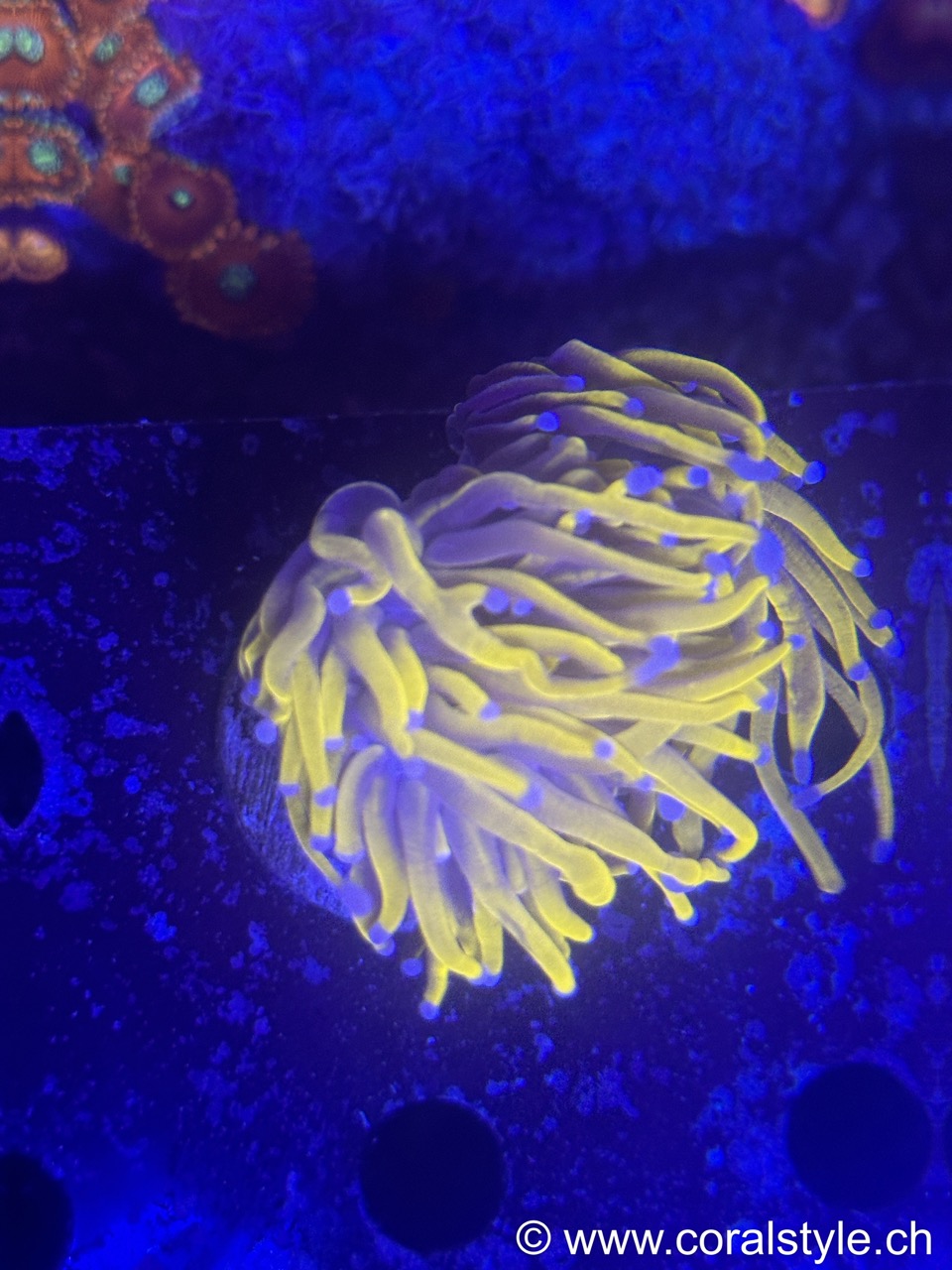 Euphyllia 24K Torch
