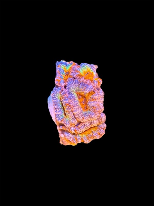 Acanthastrea Ultra Rainbow, WYSIWYG