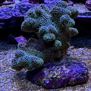 Stylopora Pistilata M, WYSIWYG