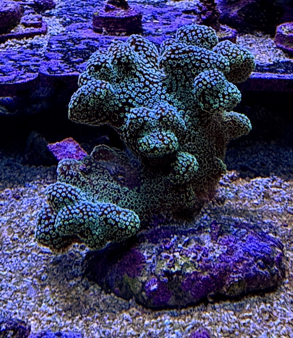 Stylopora Pistilata M, WYSIWYG