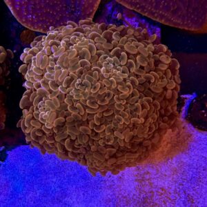 Euphyllia Paraancora Orange metallic XL, WYSIWYG