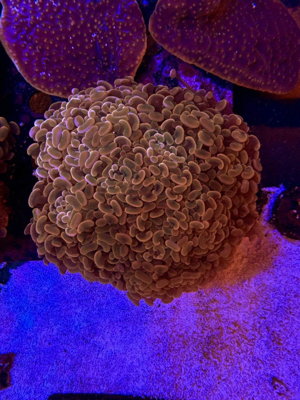 Euphyllia Paraancora Orange metallic XL, WYSIWYG