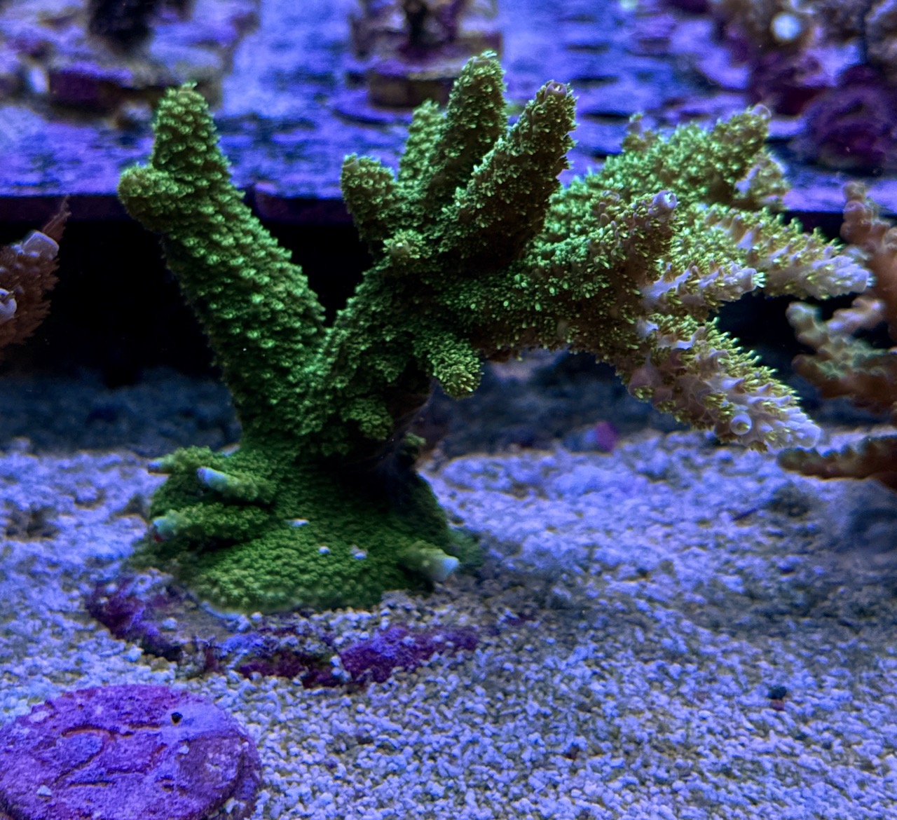 Acropora Aboltanoides L, WYSIWYG – Bild 2