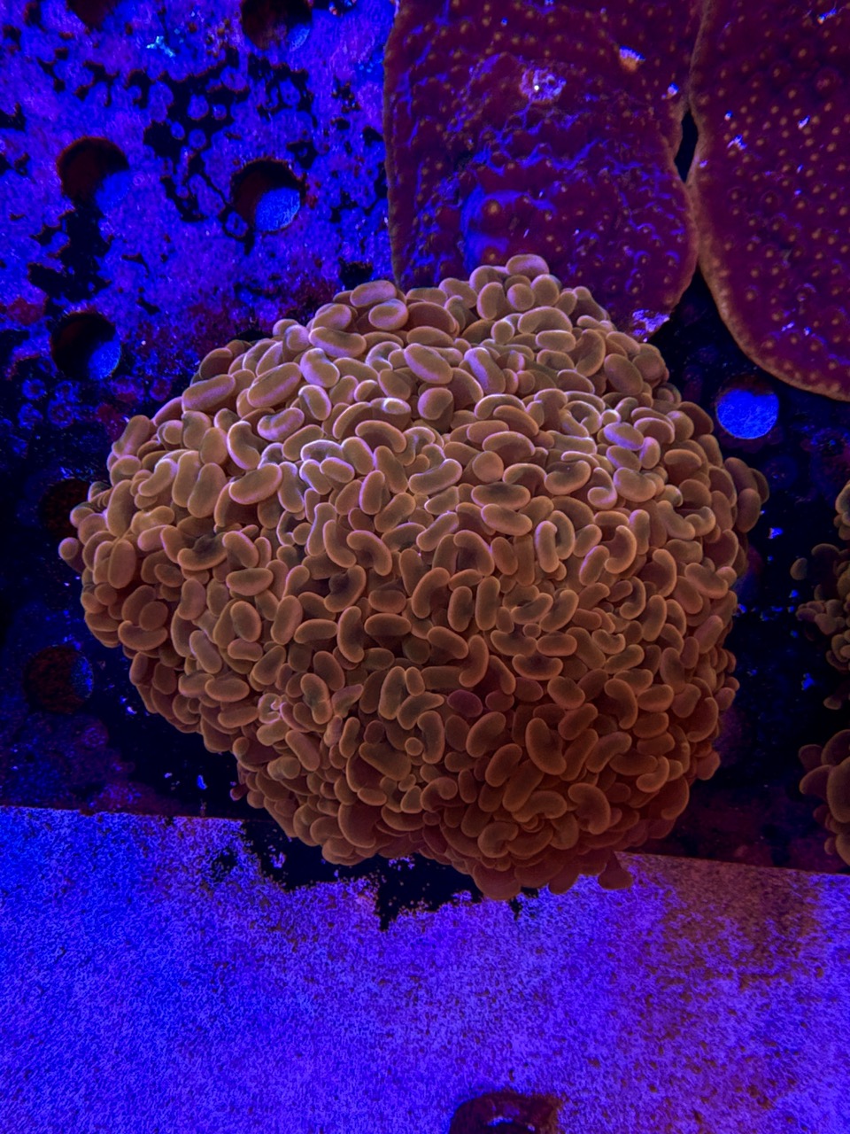 Euphyllia Paraancora Orange metallic XL, WYSIWYG – Bild 2