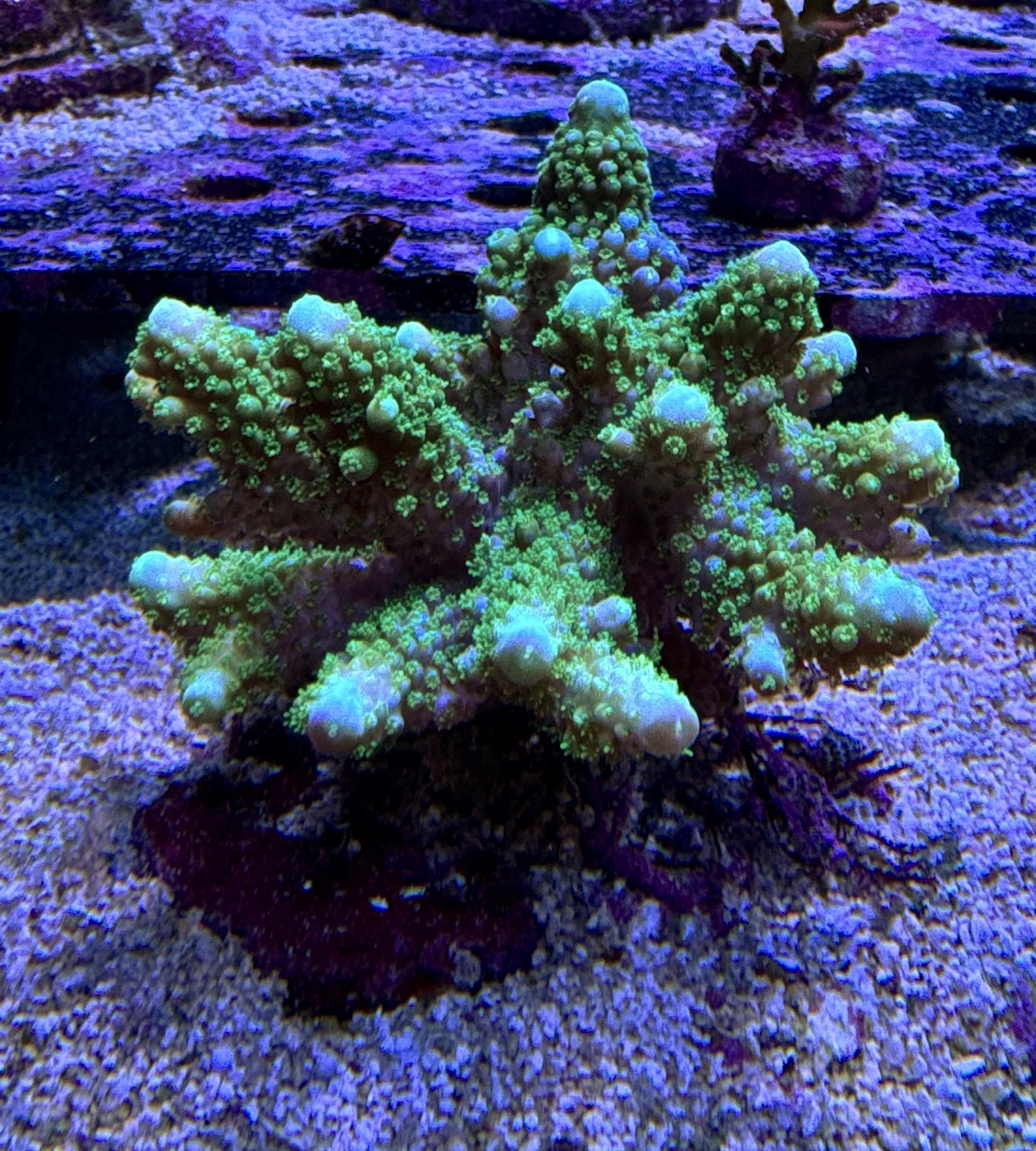 Acropora Humilis L, WYSIWYG – Bild 2