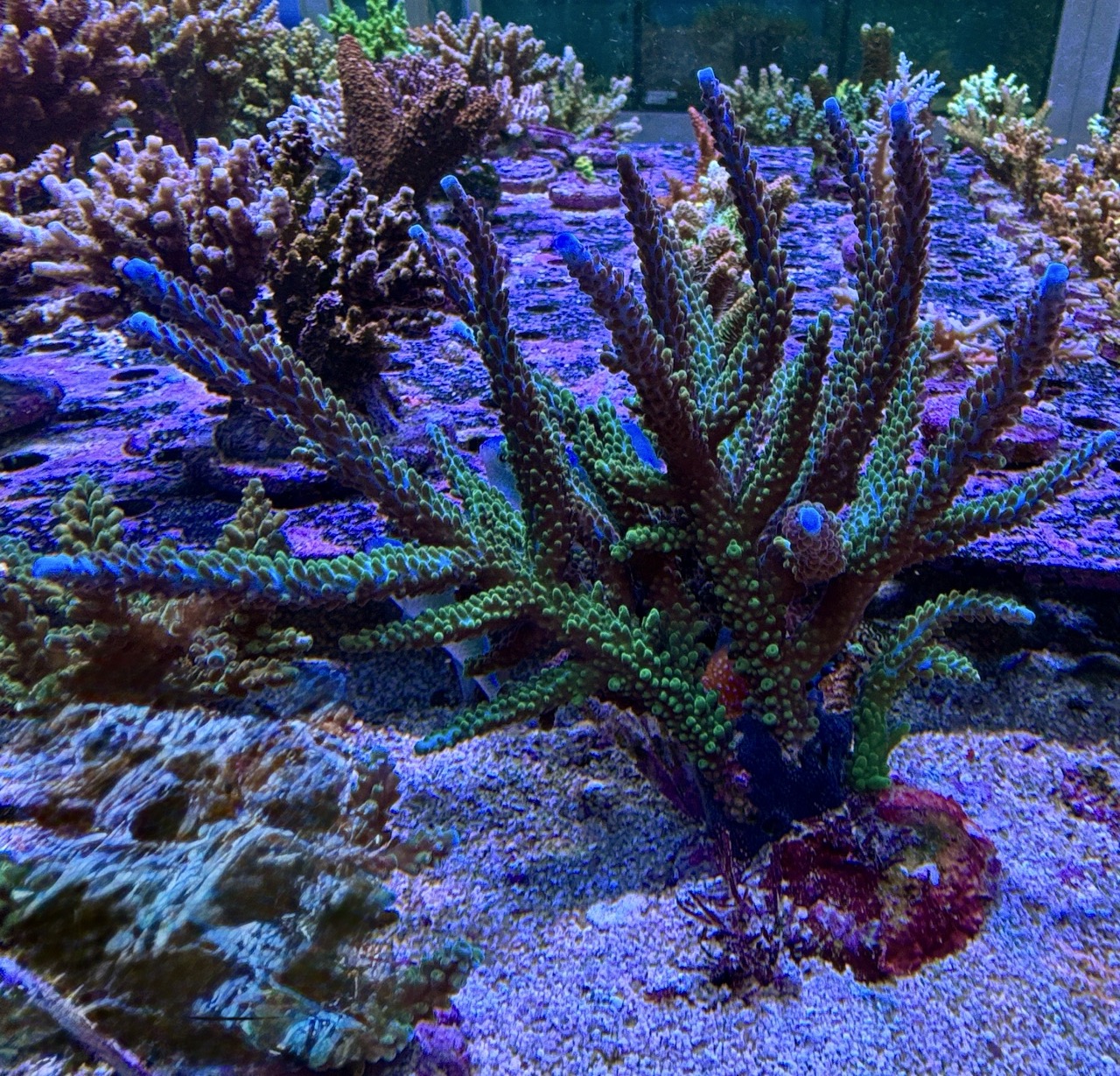 Acropora Sparilis L, WYSIWYG – Bild 2