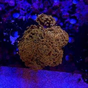 Euphyllia Paraancora Orange XL, WYSIWYG
