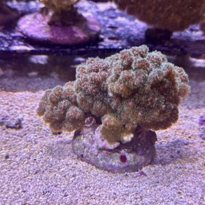 Pochilopora , WYSIWYG