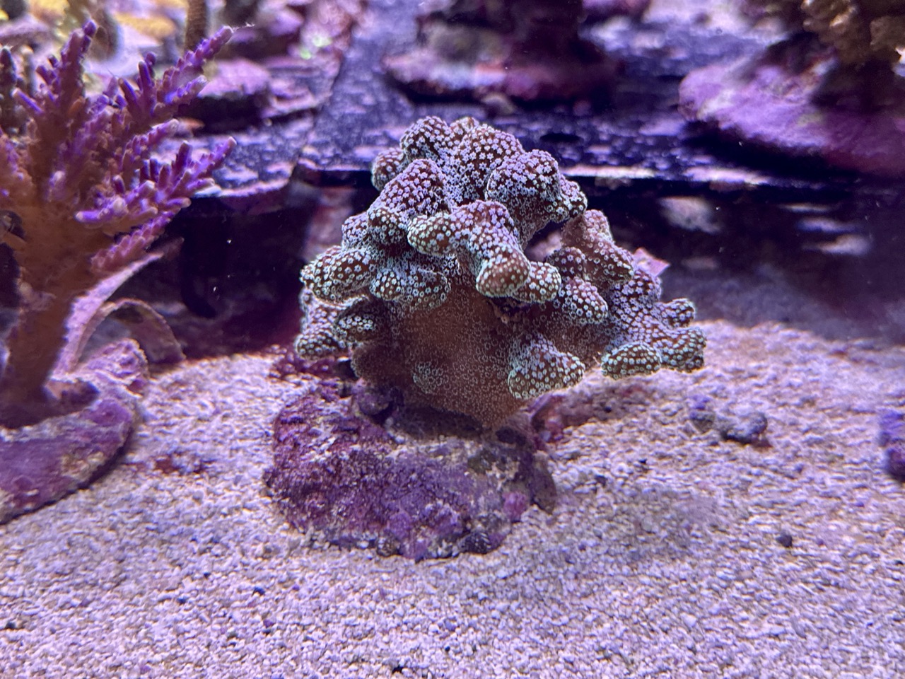 Stylopora Pistilata M, WYSIWYG – Bild 2