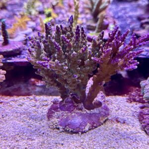 Acropora Cerealis L, WYSIWYG