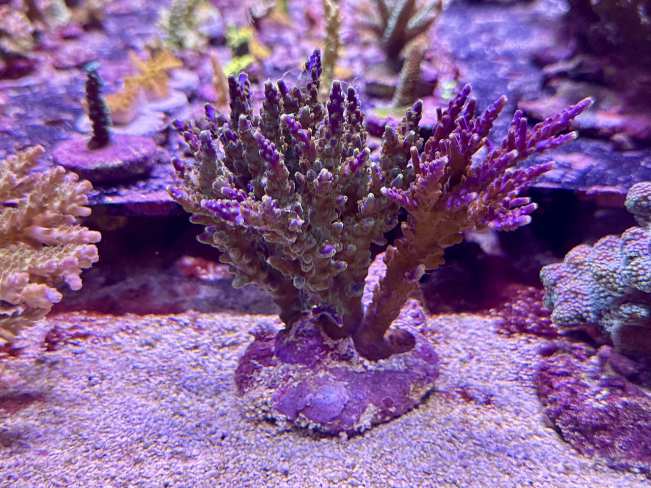 Acropora Cerealis L, WYSIWYG