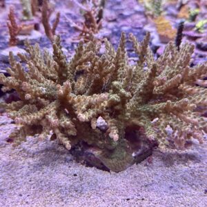 Acropora Secale XL, WYSIWYG