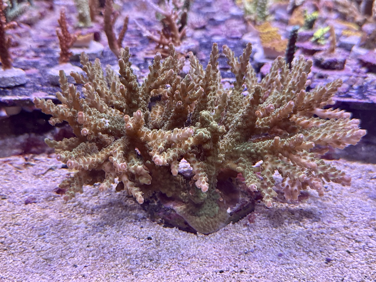 Acropora Secale XL, WYSIWYG