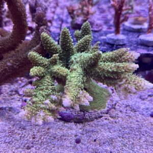 Acropora Aboltanoides L, WYSIWYG