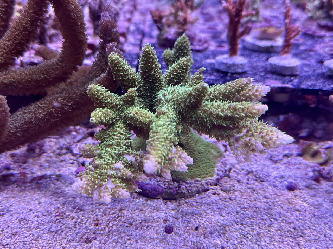 Acropora Aboltanoides L, WYSIWYG