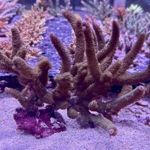 Acropora sp