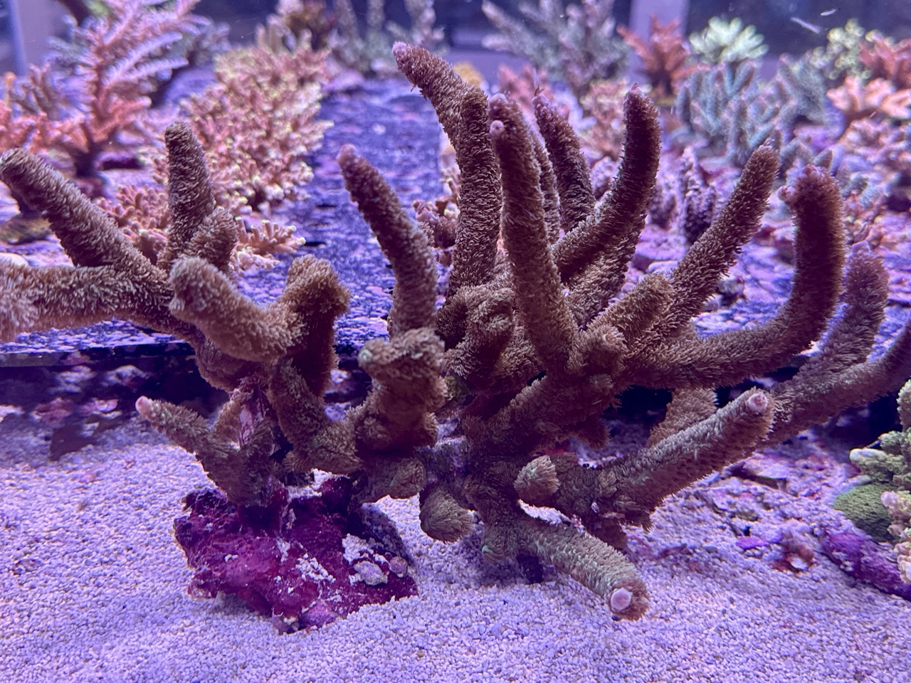 Acropora sp
