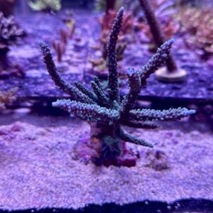 Acropora sp