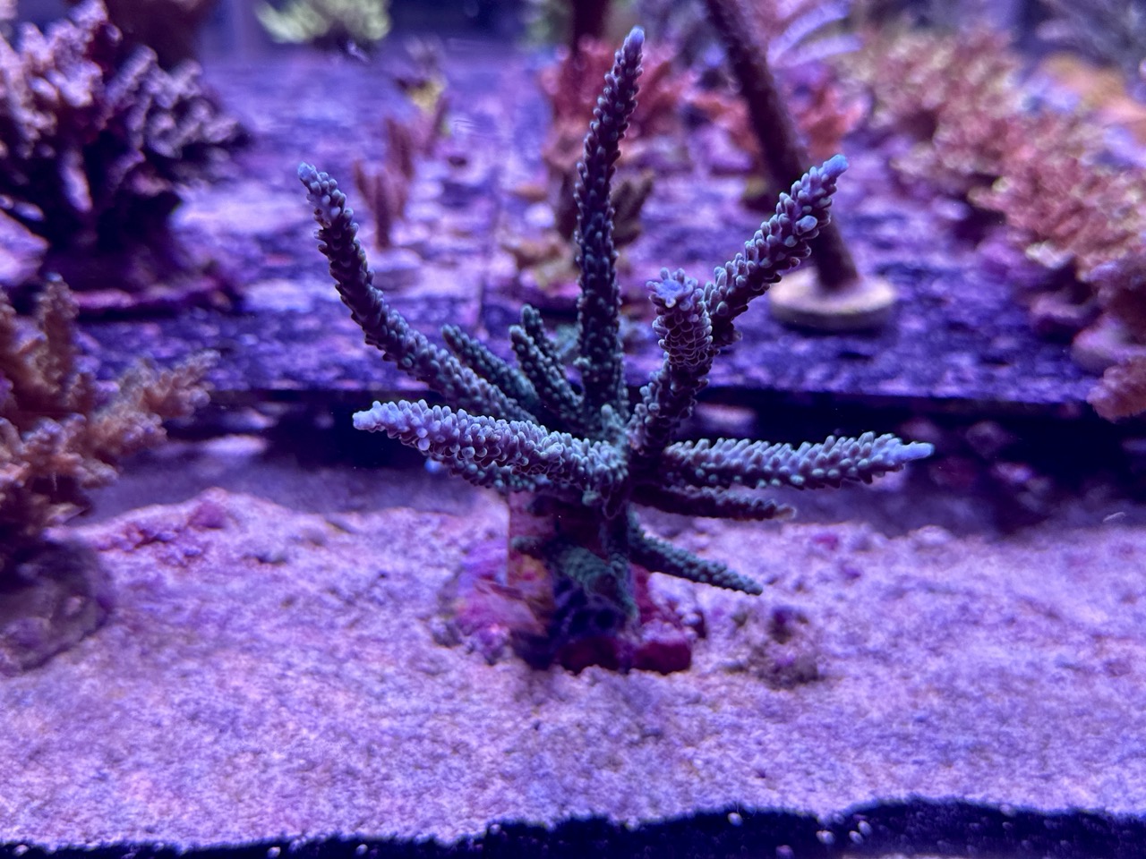 Acropora sp