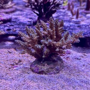 Acropora Nasuta blue, WYSIWYG