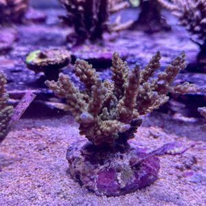 Acropora Nasuta blue, WYSIWYG