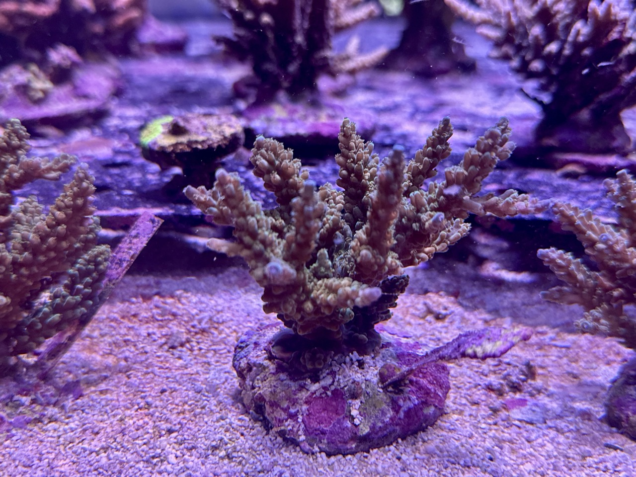 Acropora Nasuta blue, WYSIWYG