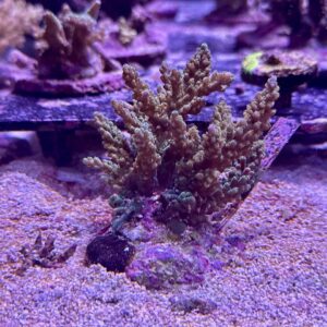 Acropora Nasuta blue, WYSIWYG