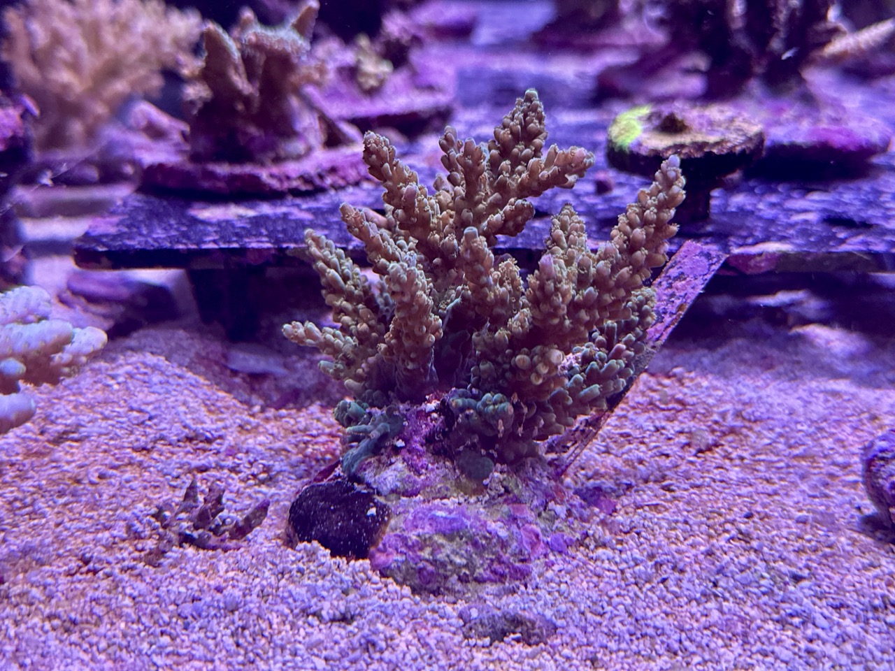 Acropora Nasuta blue, WYSIWYG