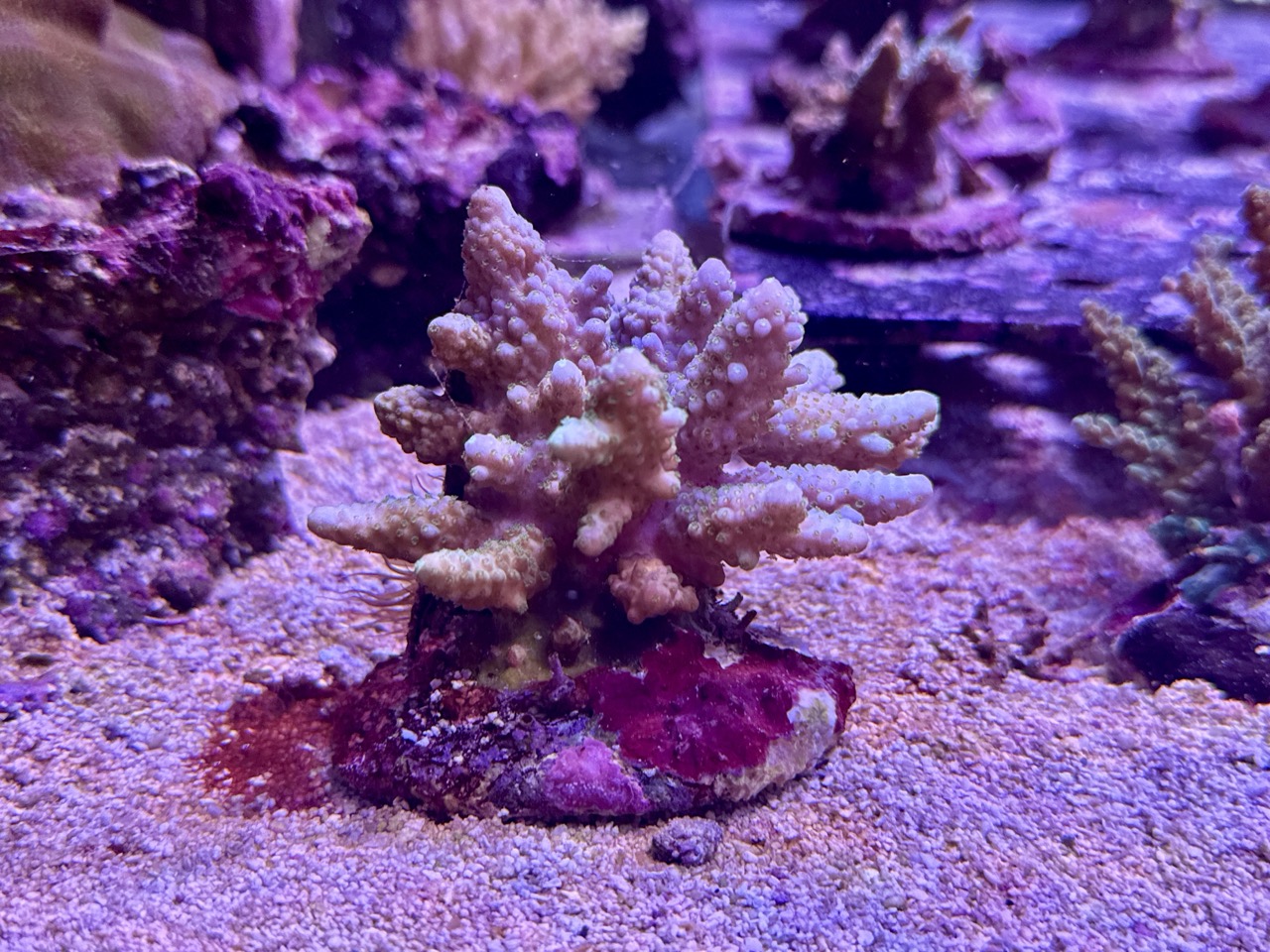 Acropora Humilis L, WYSIWYG – Bild 2