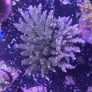 Acropora Tenuis