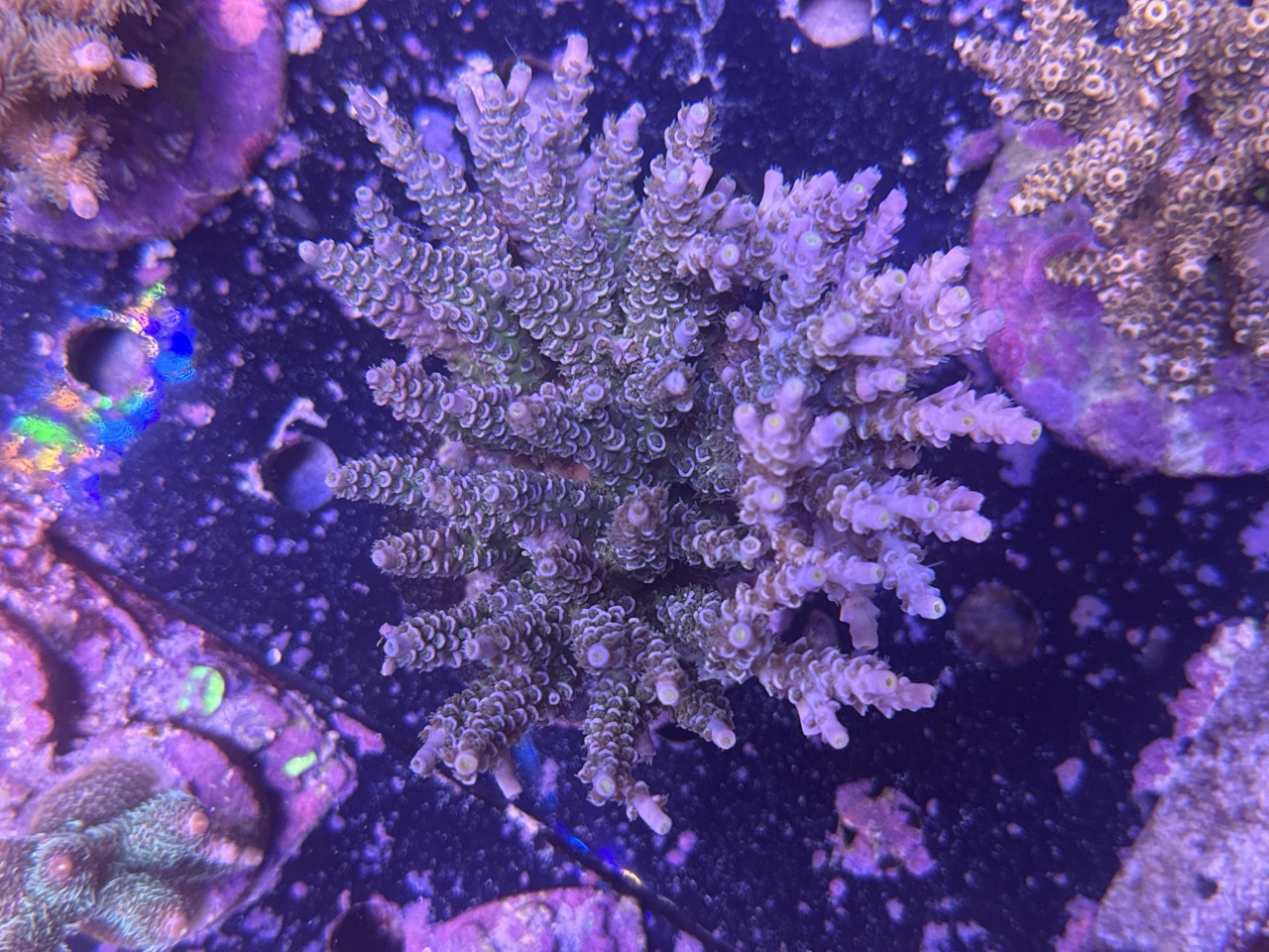 Acropora Tenuis
