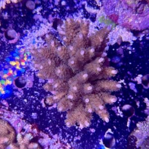 Acropora Tenuis