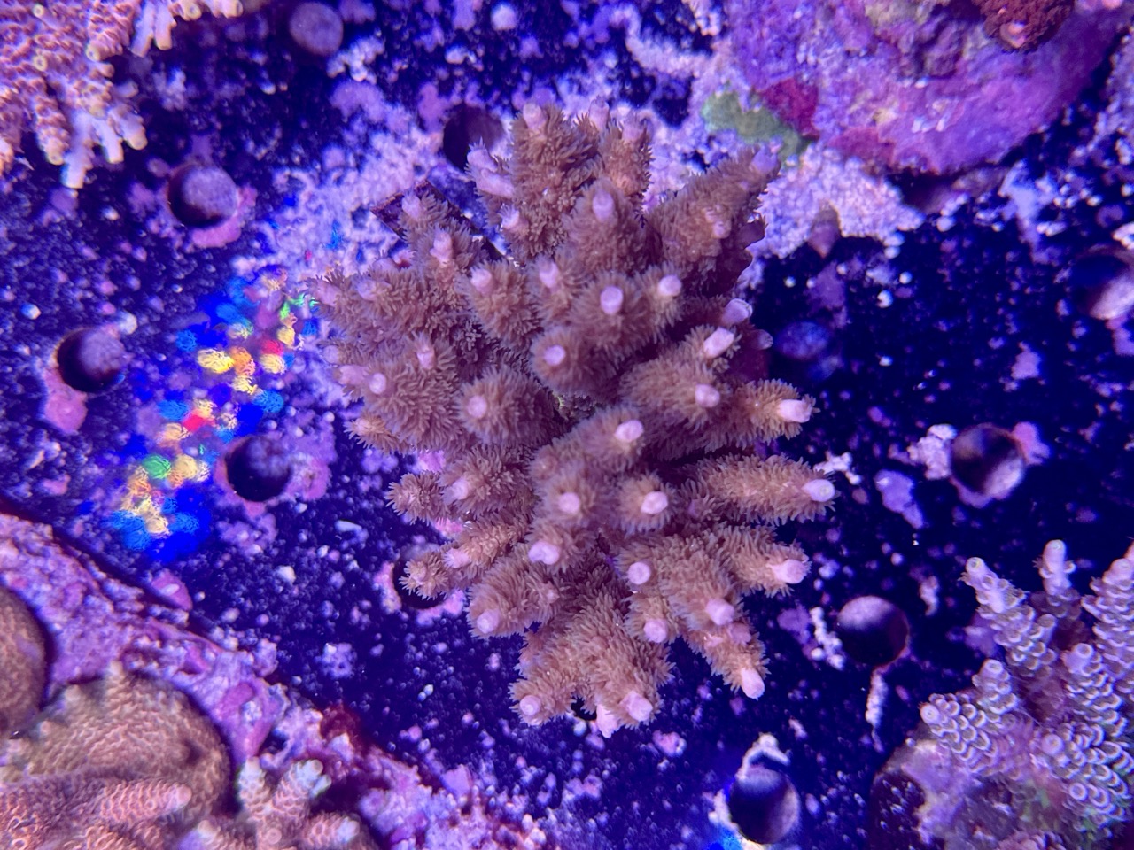 Acropora Tenuis