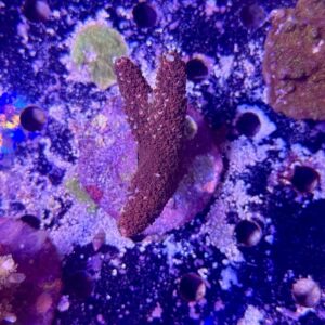 Acropora Aboltanoides L, WYSIWYG