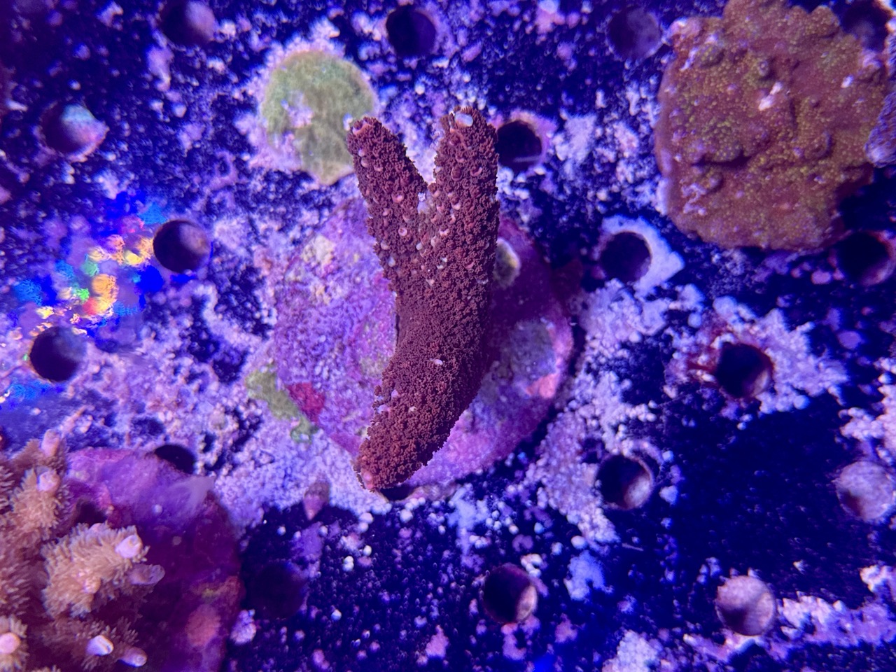 Acropora Aboltanoides L, WYSIWYG