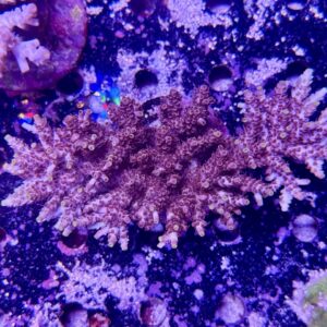 Acropora Microlados orange/red L, WYSIWYG