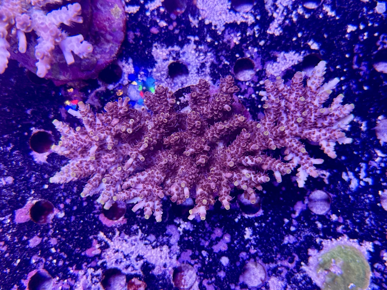 Acropora Microlados orange/red L, WYSIWYG
