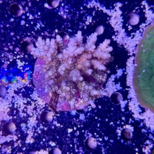 Acropora Tenuis