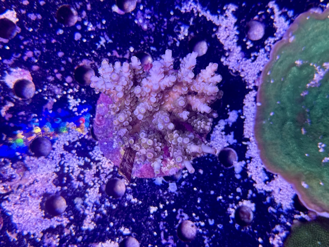 Acropora Tenuis