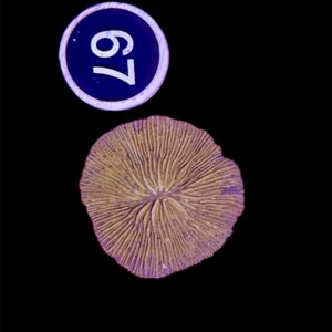 Fungia spp. M, WYSIWYG