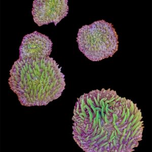 Fungia Rainbow M, NZ