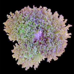 Euphyllia Paradivisa green purple tip XL, WYSIWYG