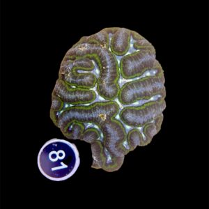 Lobophyllia spp. XL, WYSIWYG