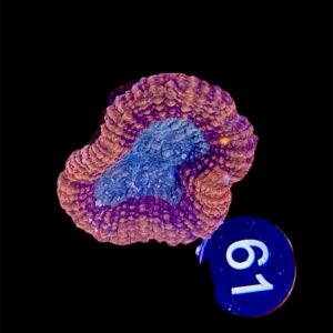 Symphyllia sp M, WYSIWYG