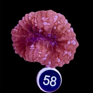 Cynarina Lacrymalis bicolour M, WYSIWYG