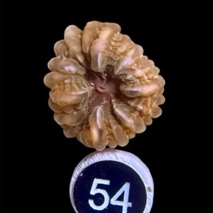 Cynarina Lacrymalis Indophyllia M, WYSIWYG