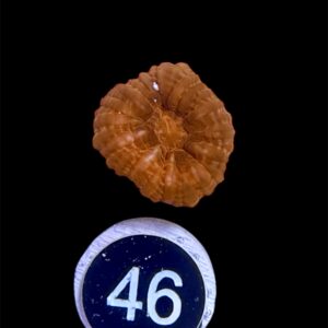 Cynarina Lacrymalis red metallic S, WYSIWYG