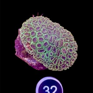 Galaxea Fascicularis L, WYSIWYG